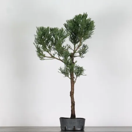 image supplémentaire - Giant sequoia...