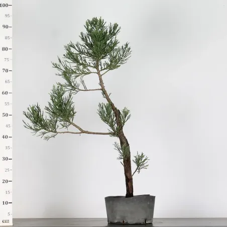 image supplémentaire - Giant sequoia...