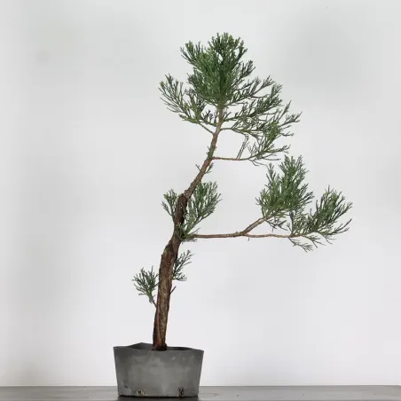 Giant sequoia "sequoiadendron giganteum" 1-12