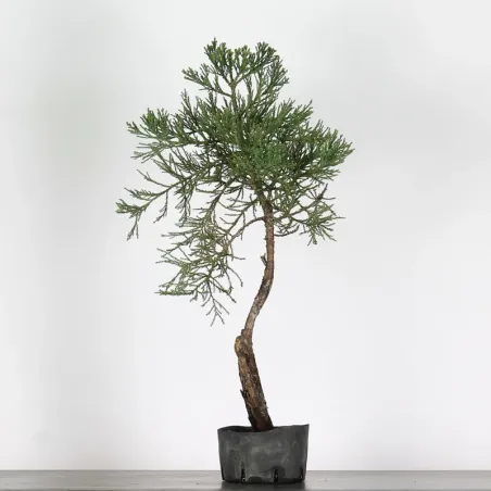 SEQUOIA GEANT "Sequoiadendron giganteum" 1-13