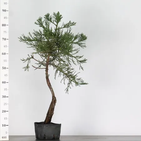 image supplémentaire - Giant sequoia...