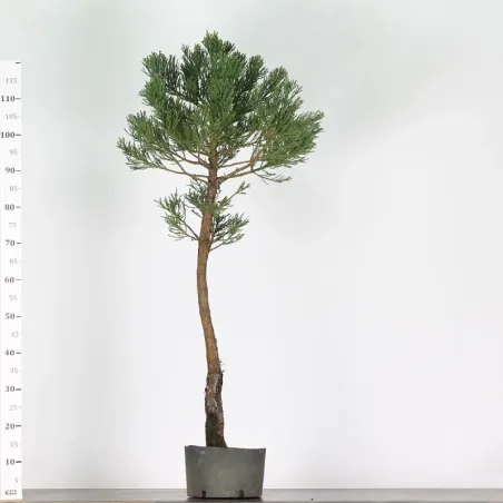 image supplémentaire - Giant sequoia...