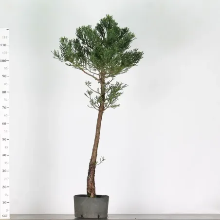 Giant sequoia "sequoiadendron giganteum" 1-14