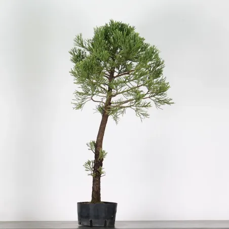 SEQUOIA GEANT "Sequoiadendron giganteum" 1-15