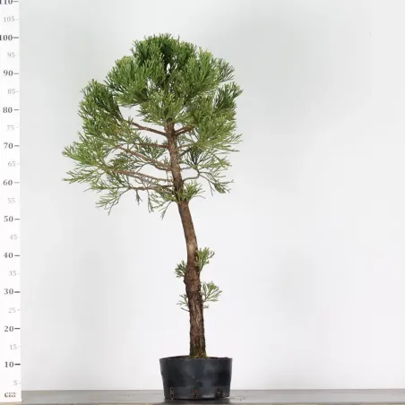 image supplémentaire - SEQUOIA GEANT...