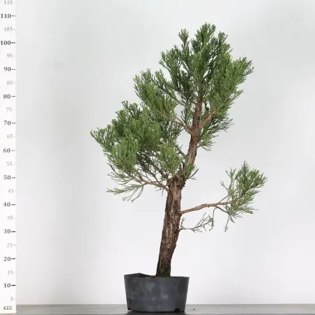 image supplémentaire - Giant sequoia...