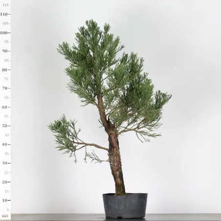 SEQUOIA GEANT "Sequoiadendron giganteum" 1-16