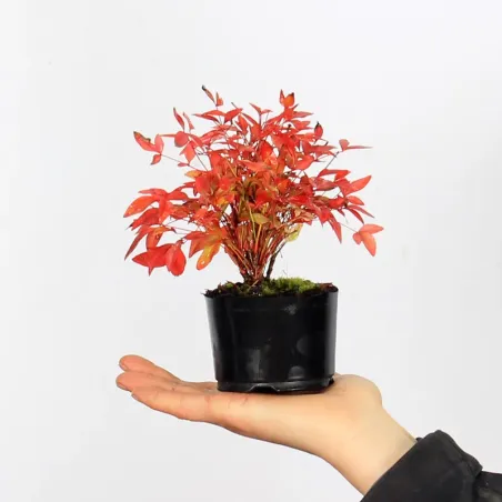 NANDINA "SACRED BAMBOO" 1-1