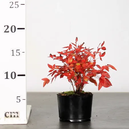 image supplémentaire - NANDINA "SACRED BAMBOO" 1-1