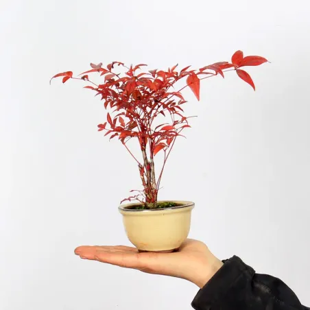 NANDINA "SACRED BAMBOO" 1-2