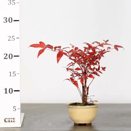 image supplémentaire - NANDINA "BAMBOU SACRE" 1-2