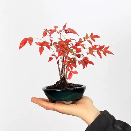 NANDINA "SACRED BAMBOO" 1-3