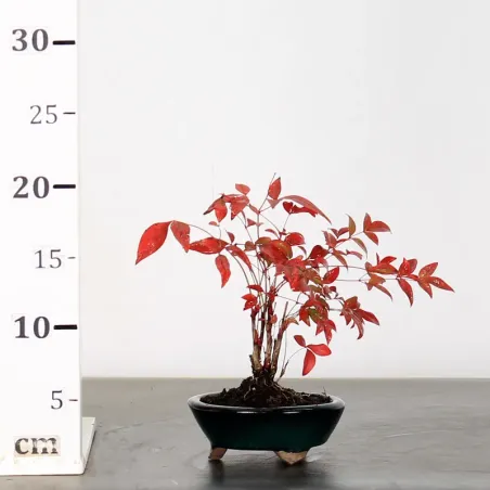 image supplémentaire - NANDINA "BAMBOU SACRE" 1-3