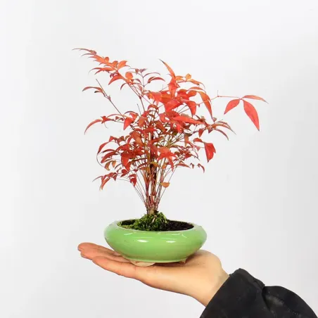 Bonsai Nandina "Bambou Sacré"