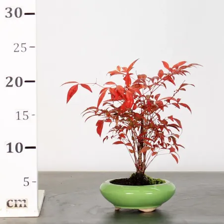 image supplémentaire - NANDINA "SACRED BAMBOO" 1-4