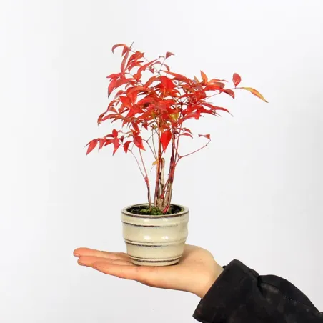 NANDINA "SACRED BAMBOO" 1-5