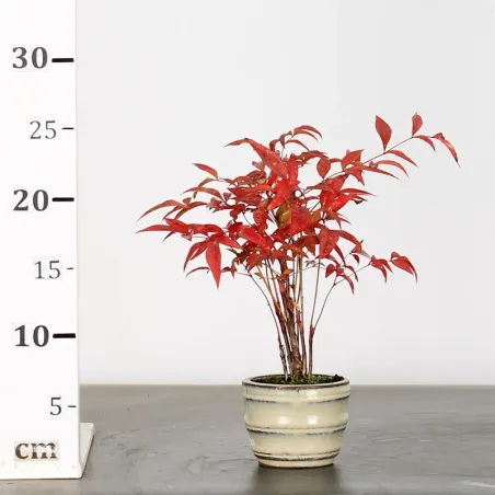 image supplémentaire - NANDINA "SACRED BAMBOO" 1-5