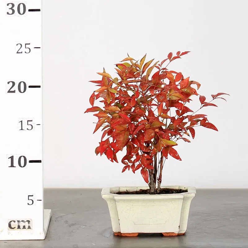 image supplémentaire - NANDINA "BAMBOU SACRE" 1-6