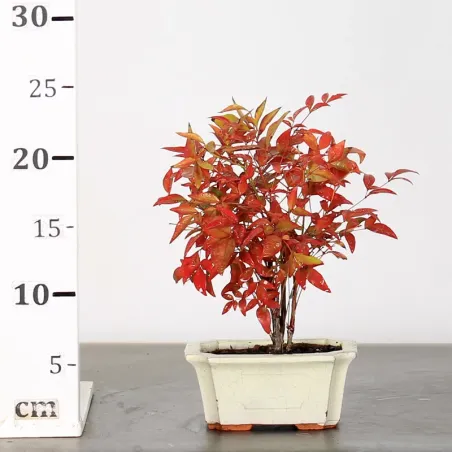 image supplémentaire - NANDINA "BAMBOU SACRE" 1-6