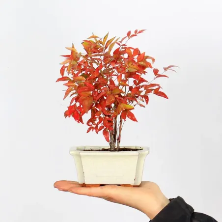 Bonsai  Nandina "Bambou Sacré"