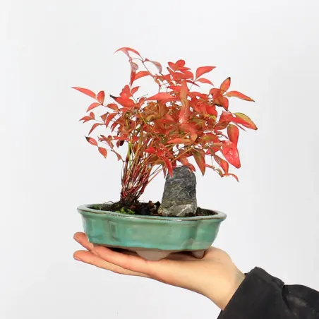 Bonsai  Nandina "Bambou Sacré"