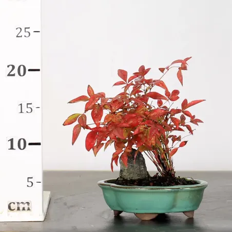 image supplémentaire - NANDINA "BAMBOU SACRE" 1-7