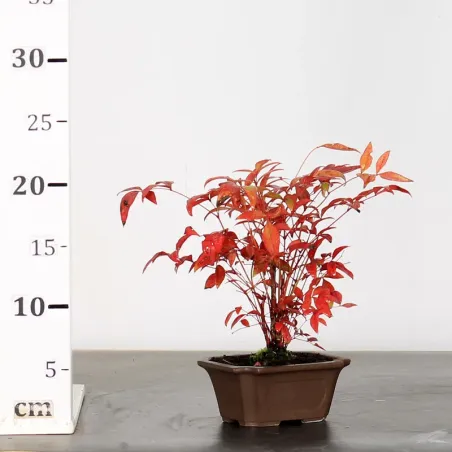 image supplémentaire - NANDINA "SACRED BAMBOO" 1-8