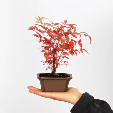 Nandina Bonsai "Sacred Bamboo"