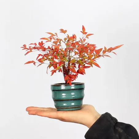 Bonsai  Nandina "Bambou Sacré"