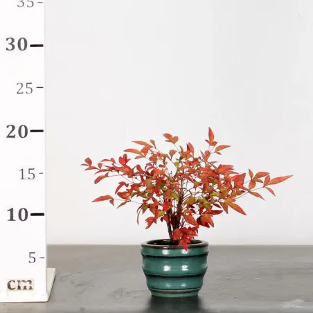 image supplémentaire - NANDINA "BAMBOU SACRE" 1-9