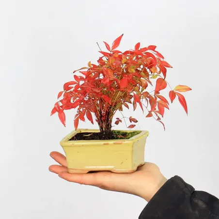 NANDINA "SACRED BAMBOO" 1-10