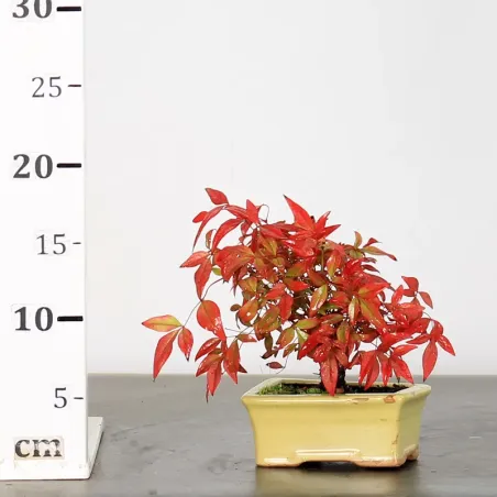 image supplémentaire - NANDINA "BAMBOU SACRE" 1-10