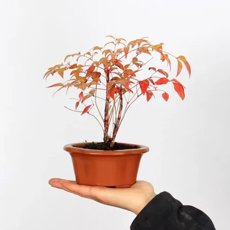 Bonsai  Nandina "Bambou Sacré"