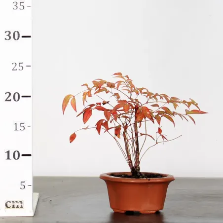 image supplémentaire - NANDINA "SACRED BAMBOO" 1-11