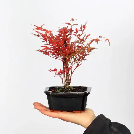 NANDINA "SACRED BAMBOO" 1-12