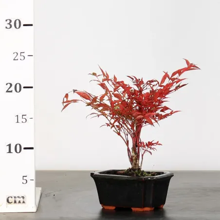 image supplémentaire - NANDINA "SACRED BAMBOO" 1-12