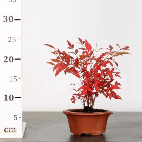 image supplémentaire - NANDINA "SACRED BAMBOO" 1-13