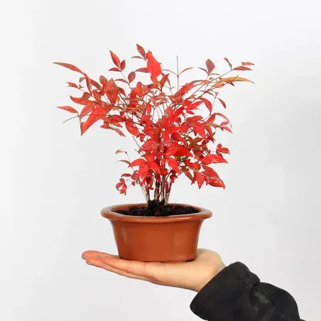 NANDINA "BAMBOU SACRE" 1-13