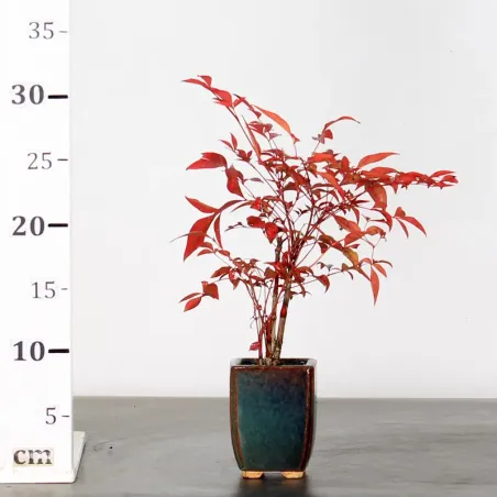 image supplémentaire - NANDINA "SACRED BAMBOO" 1-14