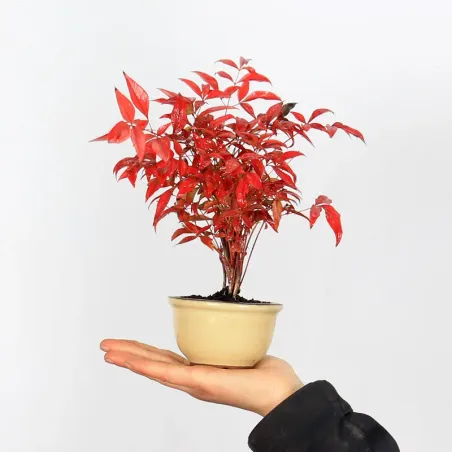 NANDINA "BAMBOU SACRE" 1-15