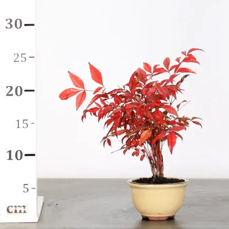 image supplémentaire - NANDINA "SACRED BAMBOO" 1-15