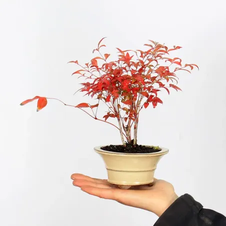 NANDINA "BAMBOU SACRE" 1-16