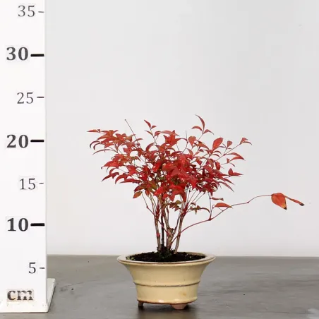 image supplémentaire - NANDINA "SACRED BAMBOO" 1-16