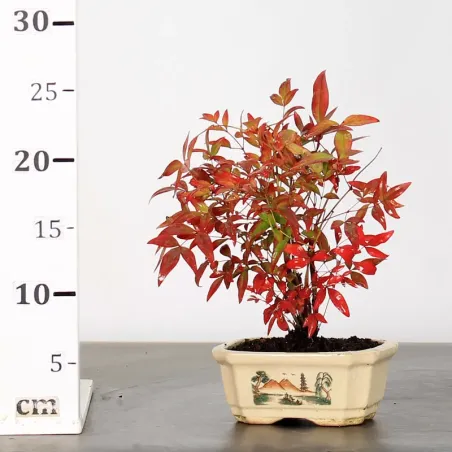 image supplémentaire - NANDINA "BAMBOU SACRE" 1-17