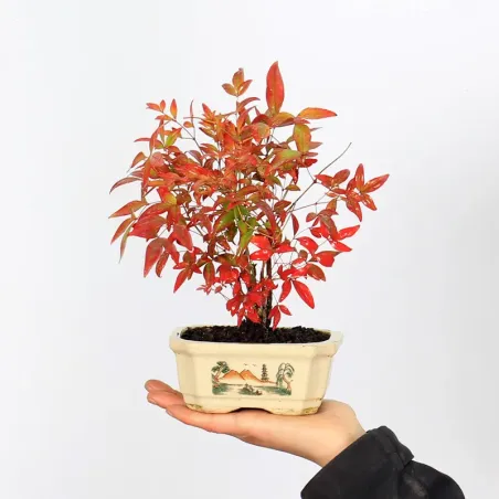 NANDINA "BAMBOU SACRE" 1-17