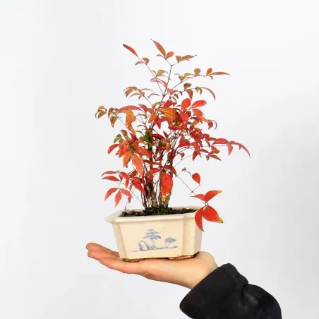 NANDINA "SACRED BAMBOO" 1-18