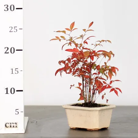 image supplémentaire - NANDINA "SACRED BAMBOO" 1-18