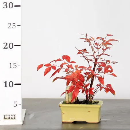 image supplémentaire - NANDINA "BAMBOU SACRE" 1-19