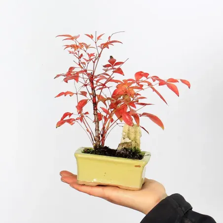 NANDINA "SACRED BAMBOO" 1-19