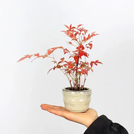 NANDINA "SACRED BAMBOO" 1-20